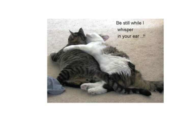 Picture of a cat / kitten / feline