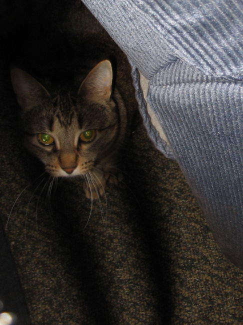 Picture of a cat / kitten / feline