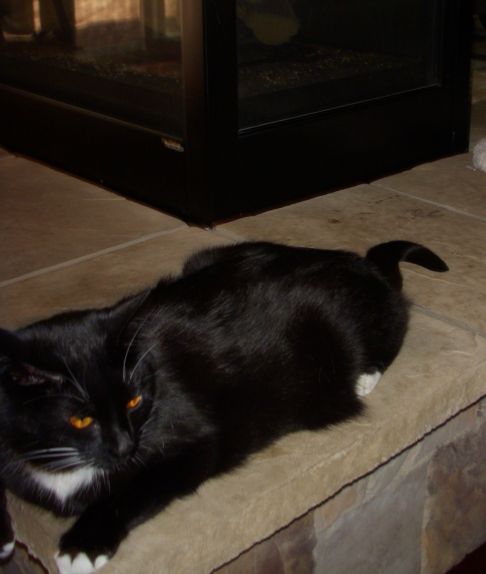 Picture of a cat / kitten / feline