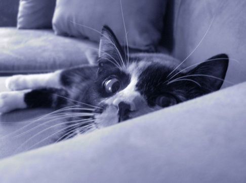 Picture of a cat / kitten / feline