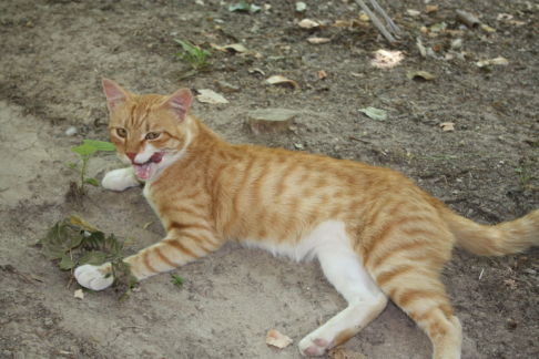 Picture of a cat / kitten / feline