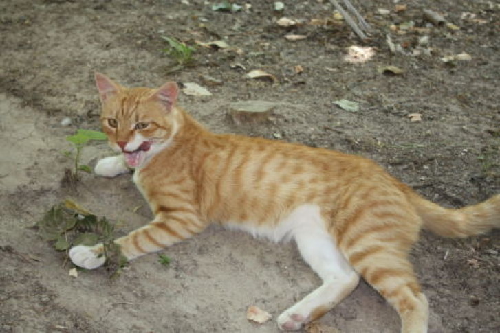 Picture of a cat / kitten / feline