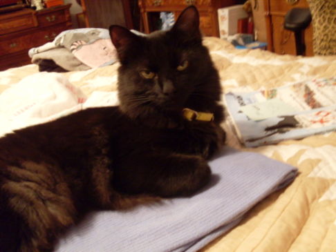 Picture of a cat / kitten / feline