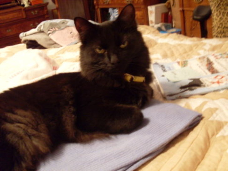 Picture of a cat / kitten / feline