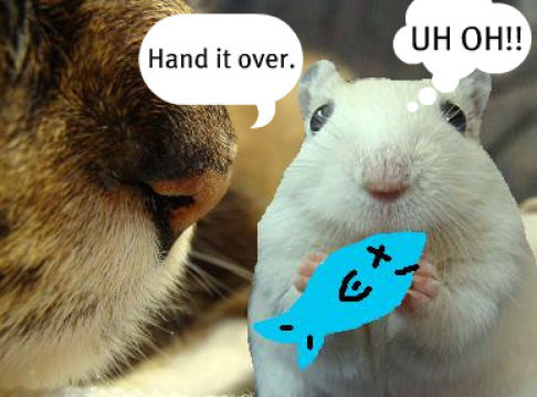 Picture of a cat / kitten / feline