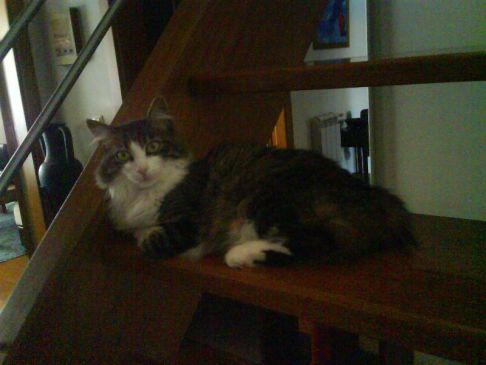 Picture of a cat / kitten / feline