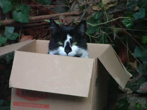 Picture of a cat / kitten / feline