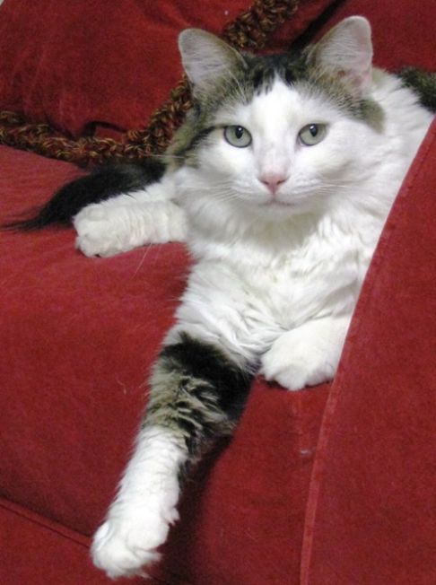 Picture of a cat / kitten / feline