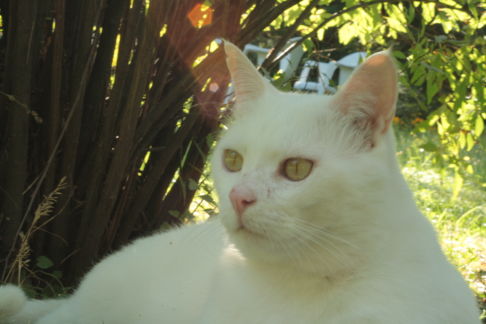 Picture of a cat / kitten / feline