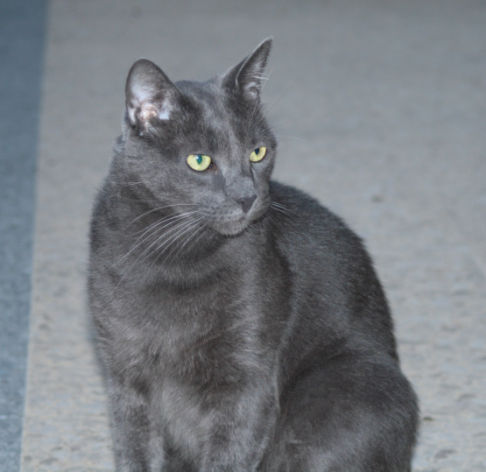 Picture of a cat / kitten / feline