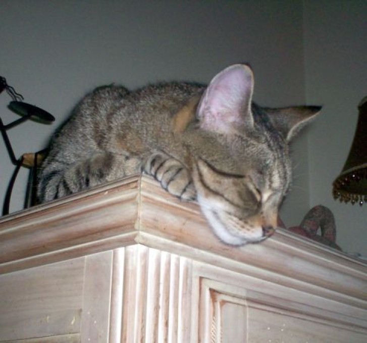 Picture of a cat / kitten / feline