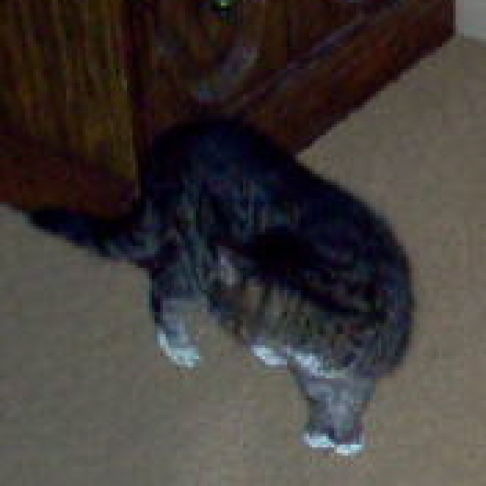 Picture of a cat / kitten / feline