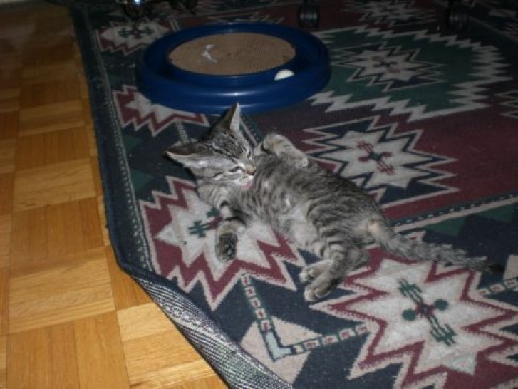 Picture of a cat / kitten / feline