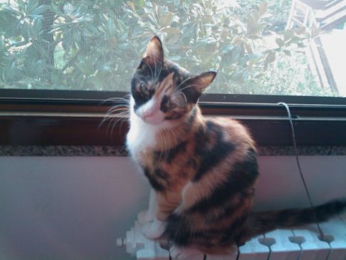 Picture of a cat / kitten / feline