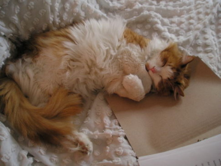 Picture of a cat / kitten / feline