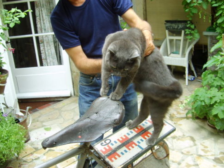 Picture of a cat / kitten / feline