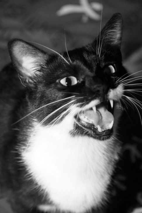 Picture of a cat / kitten / feline