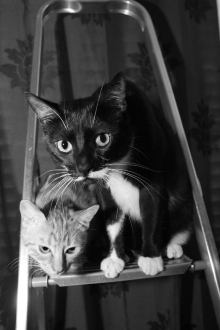 Picture of a cat / kitten / feline