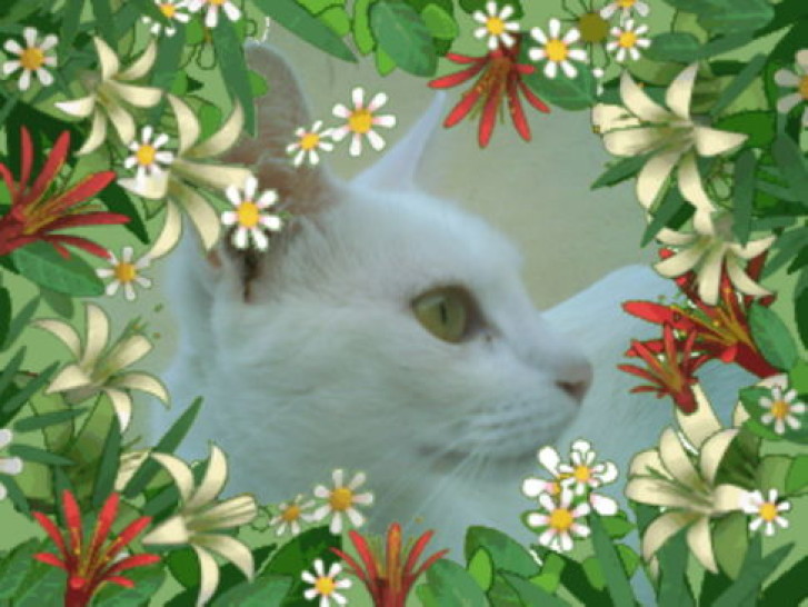 Picture of a cat / kitten / feline