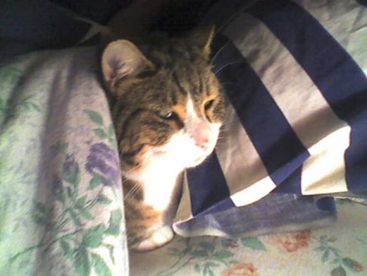 Picture of a cat / kitten / feline