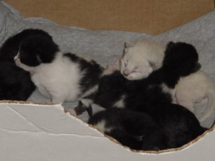 Picture of a cat / kitten / feline