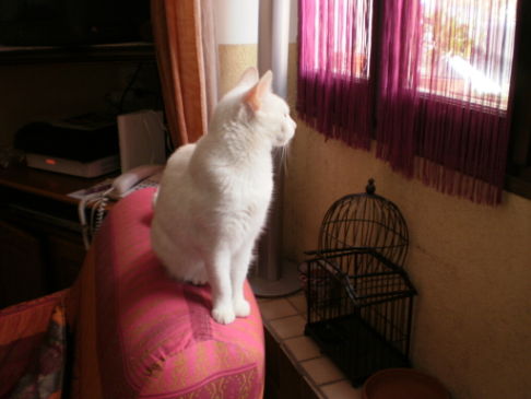 Picture of a cat / kitten / feline