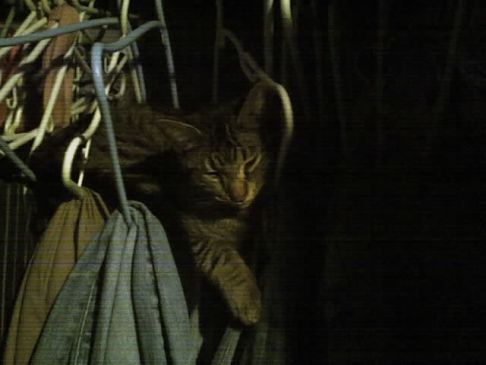 Picture of a cat / kitten / feline