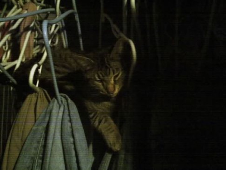 Picture of a cat / kitten / feline