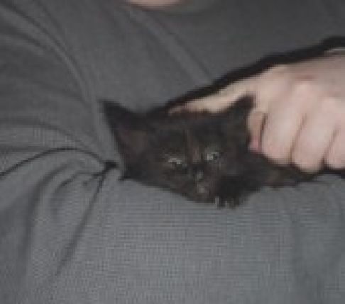 Picture of a cat / kitten / feline