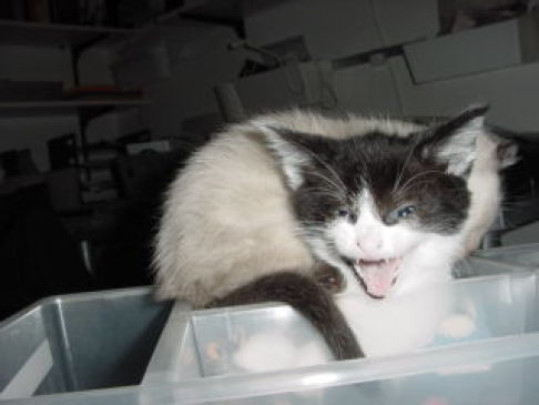 Picture of a cat / kitten / feline