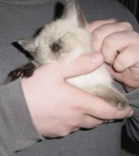 Picture of a cat / kitten / feline