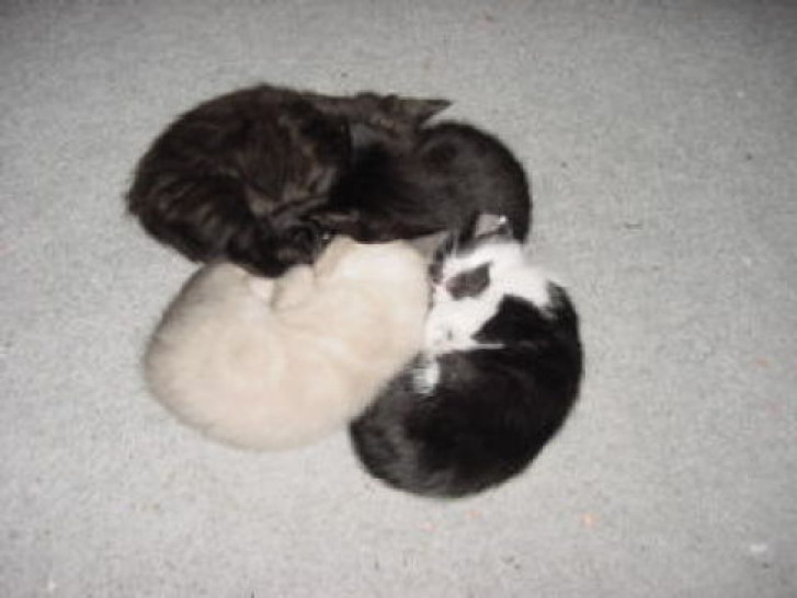 Picture of a cat / kitten / feline