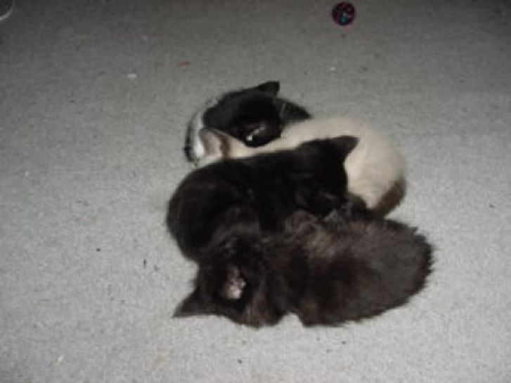 Picture of a cat / kitten / feline