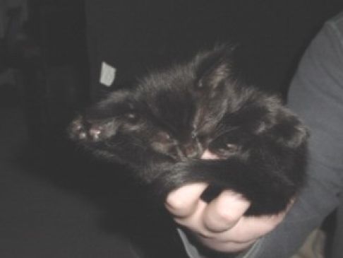 Picture of a cat / kitten / feline