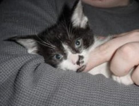 Picture of a cat / kitten / feline