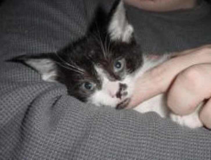 Picture of a cat / kitten / feline