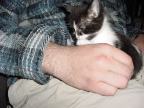 Picture of a cat / kitten / feline