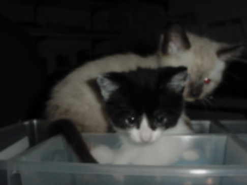 Picture of a cat / kitten / feline