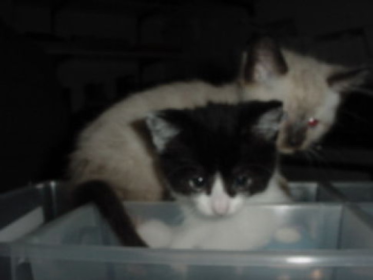 Picture of a cat / kitten / feline