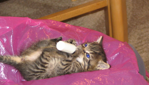 Picture of a cat / kitten / feline