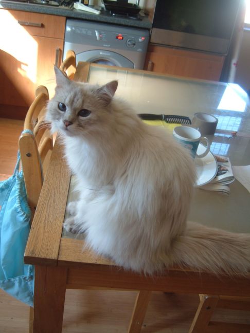 Picture of a cat / kitten / feline