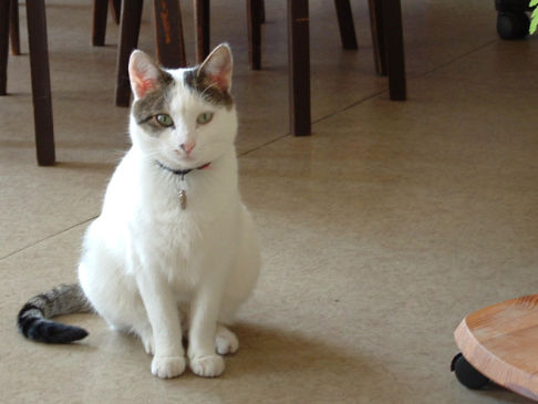 Picture of a cat / kitten / feline