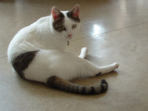 Picture of a cat / kitten / feline