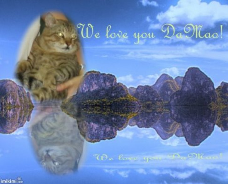 Picture of a cat / kitten / feline