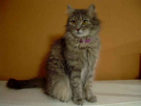 Picture of a cat / kitten / feline