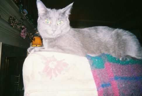 Picture of a cat / kitten / feline