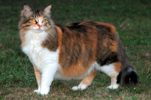 Picture of a cat / kitten / feline