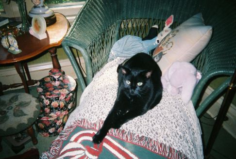 Picture of a cat / kitten / feline