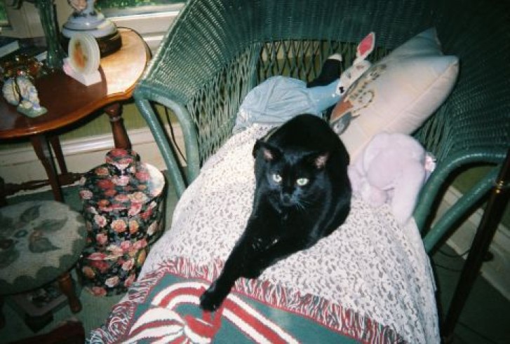 Picture of a cat / kitten / feline