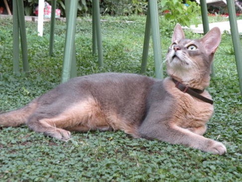 Picture of a cat / kitten / feline